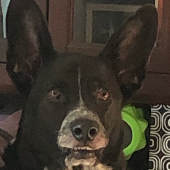 Meet your Posher, Dawn - Picture 1 of 1